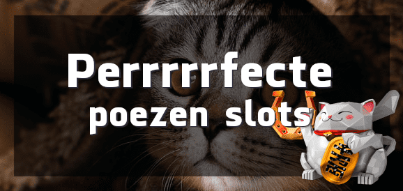 Slots met poezen en katers